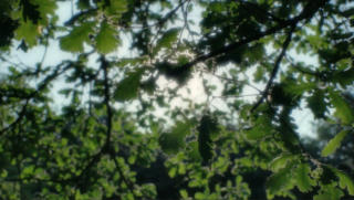 Summer Nature - Hopeful Inspirational Sun Shining Through Leaves