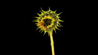 Flower Time-Lapse - Blooming Sunflower