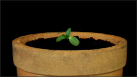 Flower Motion Time-Lapse - Sunflower Dying Too Young