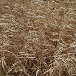 Yellow Golden Reed Leaves In Winter