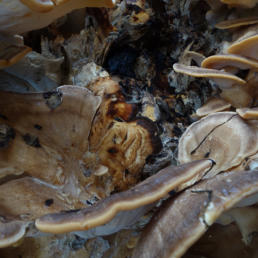Midst Mushrooms