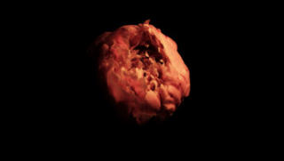 Peony Flower Stock Footage
