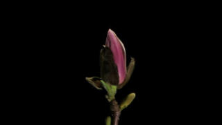 Magnolia flower stock footage